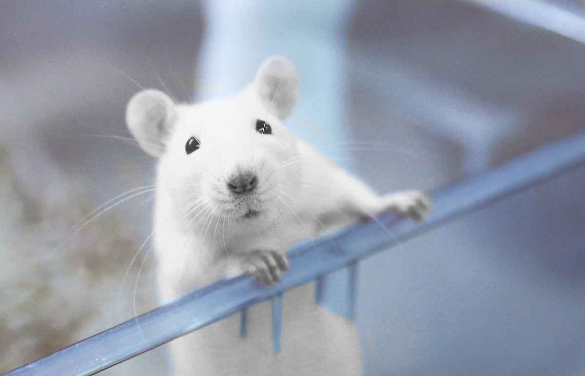 The mouse "hikikomori" helped to understand the nature of depression in humans
