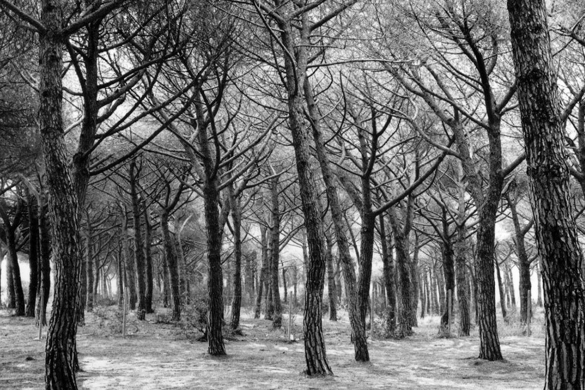 НОВАЯ МИРОВАЯ ФИЛОСОФИЯ: Дэвид Бенатар, Южно-Африканская Республика. Людей быть не должно