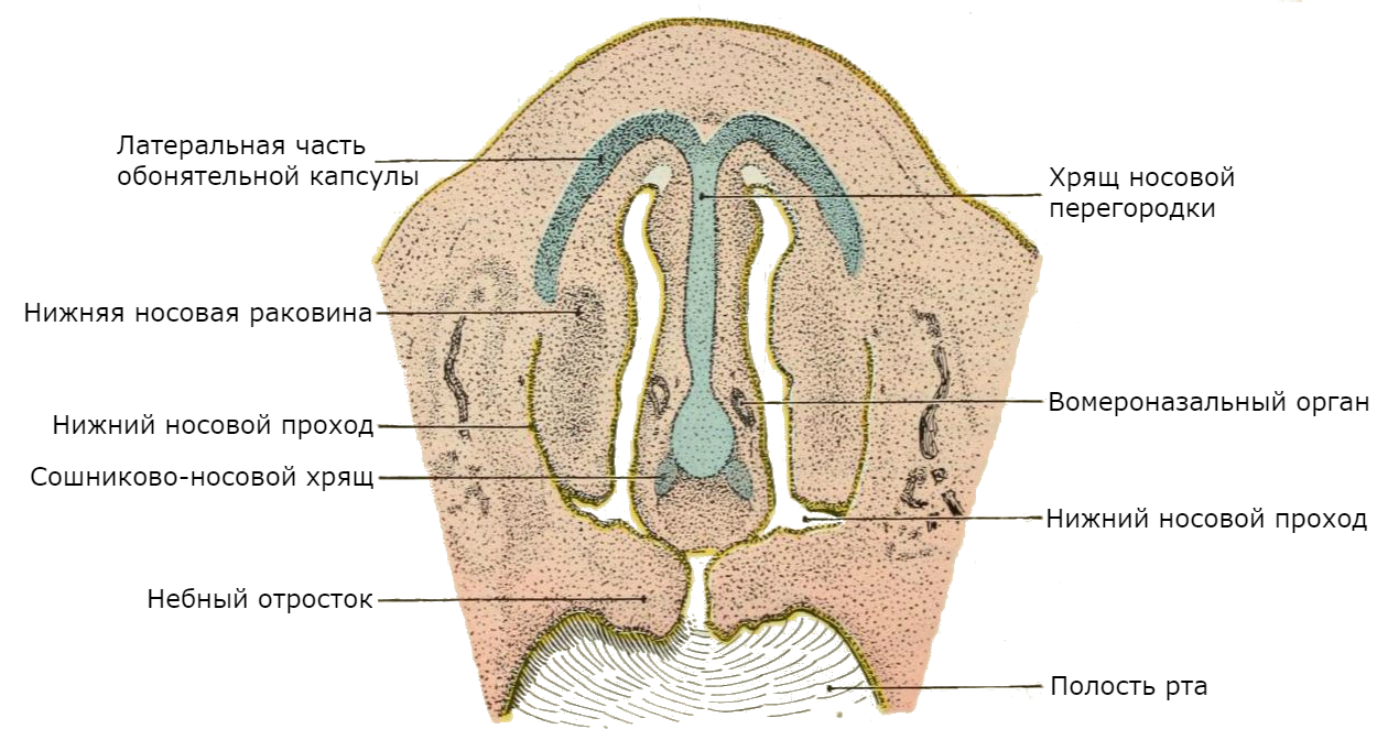 Вомероназальный орган (сошниково-носовой орган, орган Якобсона, иногда также вомер) — периферический отдел дополнительной обонятельной системы некоторых позвоночных животных. Играет важную роль в формировании полового поведения 