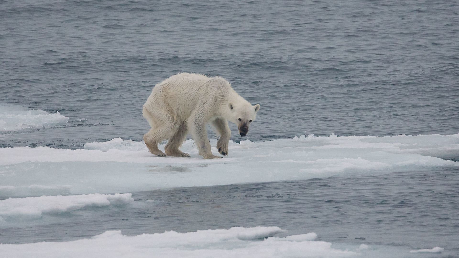 Поскольку изменение климата приводит к таянию морского льда, Геологическая служба США прогнозирует, что две трети полярных медведей исчезнут к 2050 году 