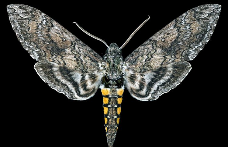 Non-trivial solution - projects