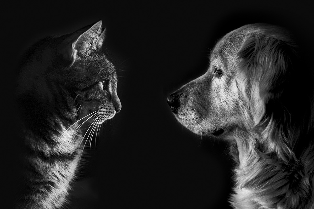 РУКОТВОРНАЯ ЭВОЛЮЦИЯ: почему кошки и собаки похожи друг на друга