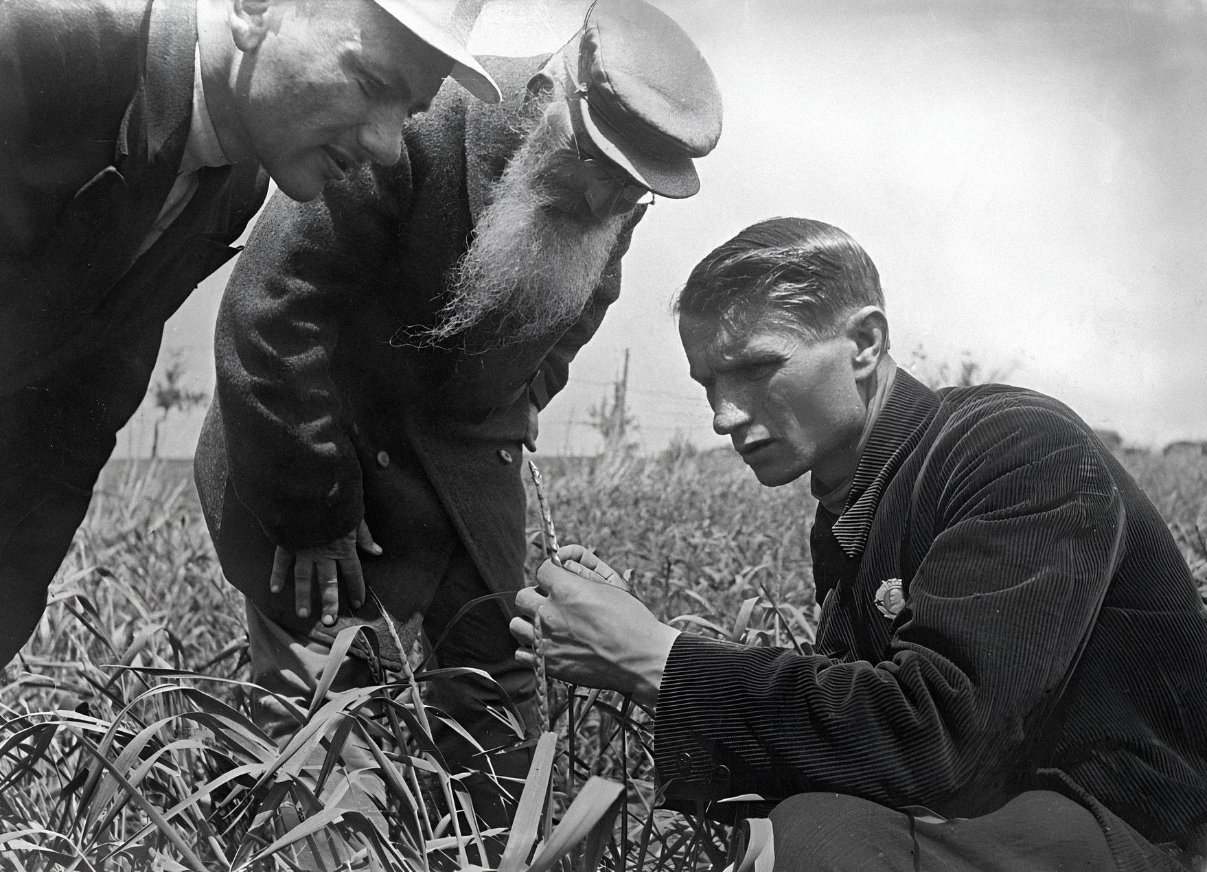 Трофим Лысенко измеряет рост пшеницы на поле в Украине, в 1930-х годах. Политическая вера в его лженауку привела к массовому голоду