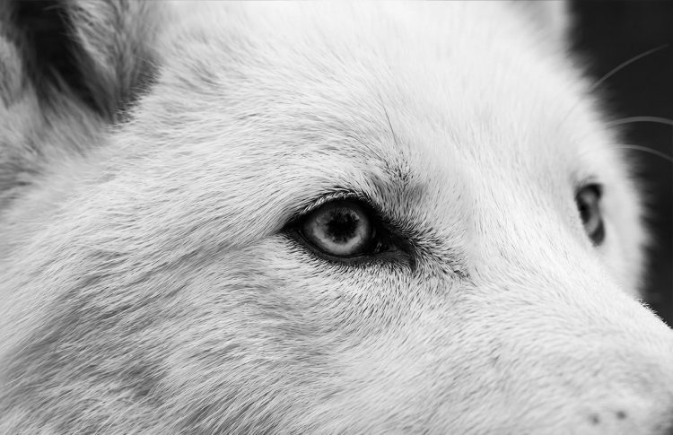 ВОСКРЕСІННЯ МЕРТВИХ: жахливі вовки та шерстисті мамонти повертаються – top post