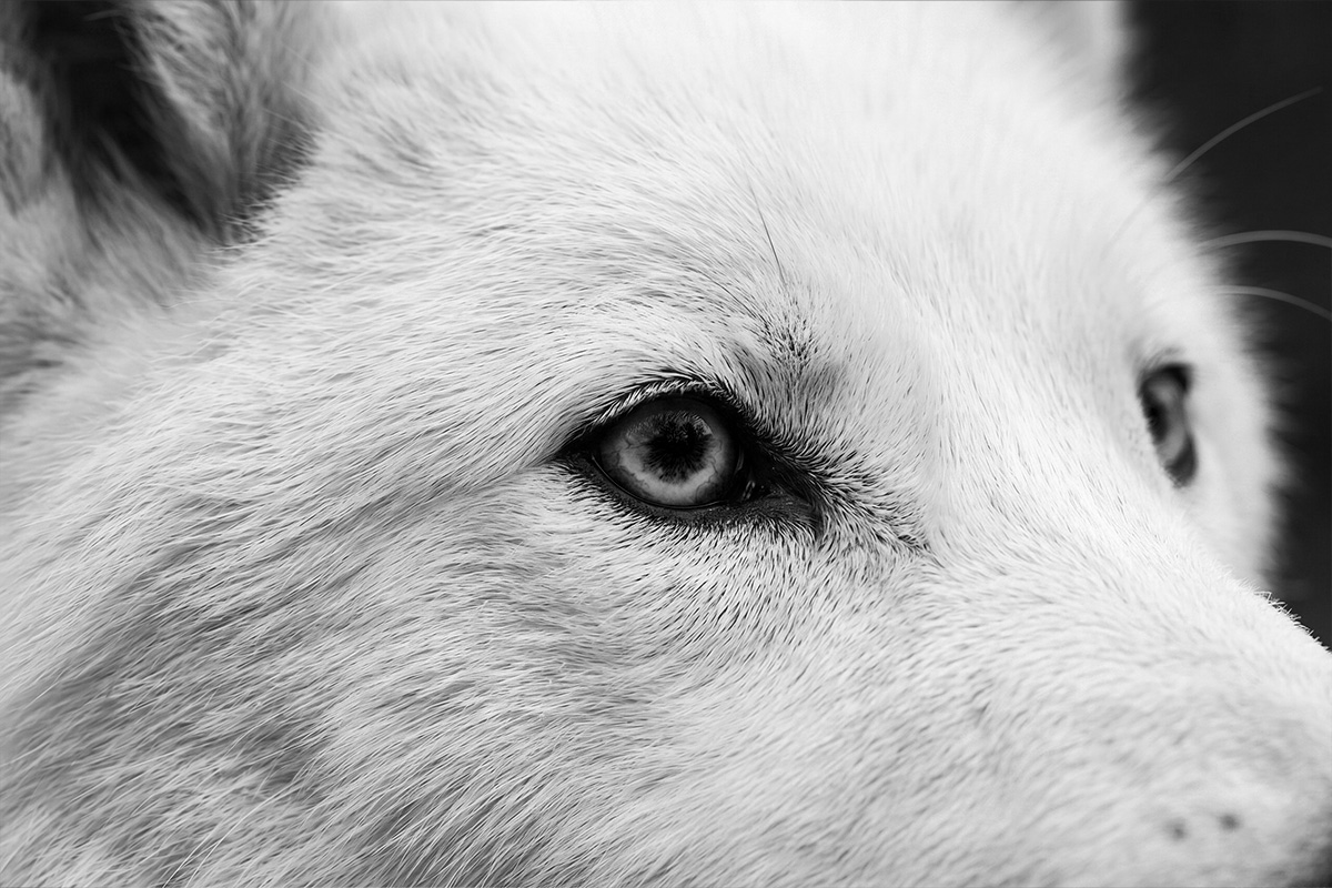 ВОСКРЕСІННЯ МЕРТВИХ: жахливі вовки та шерстисті мамонти повертаються